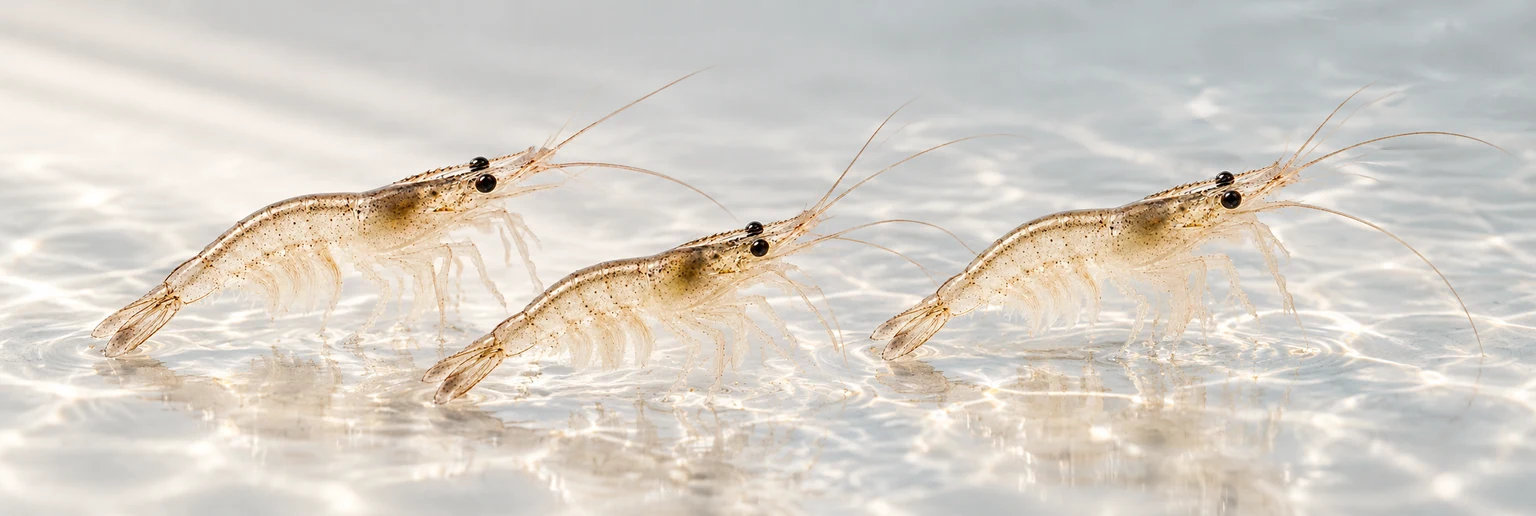 Shrimp Hatchery — Baly facilities and products — illustrative scene